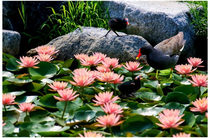 수련과 쇠무닭`