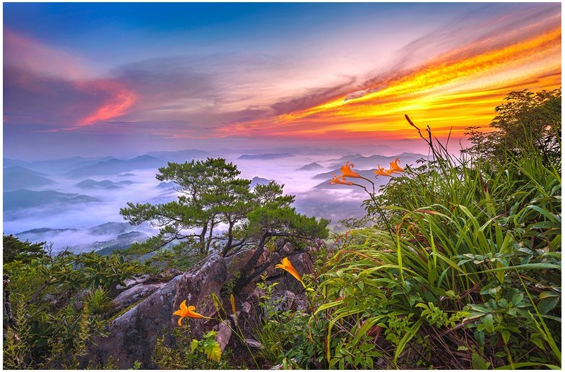 원추리가 핀 산정