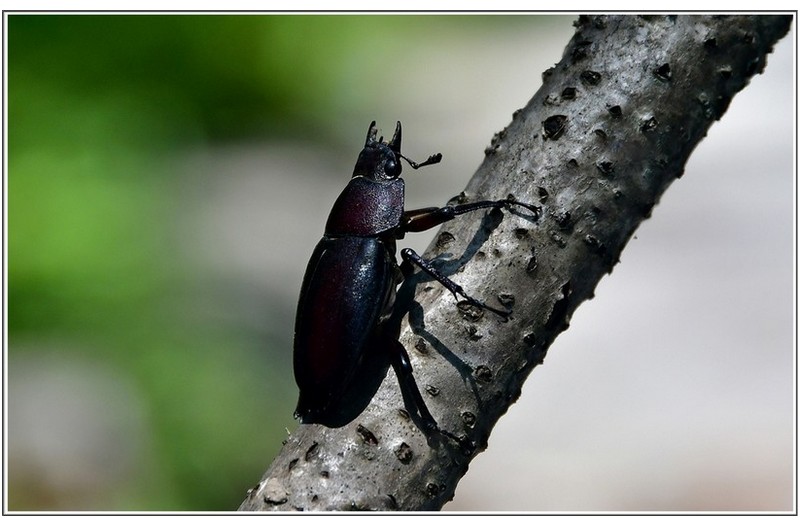 사슴 곤충 암수