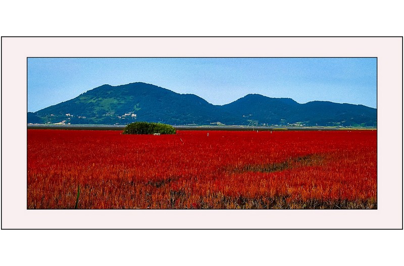 순천만의  칠면초밭...