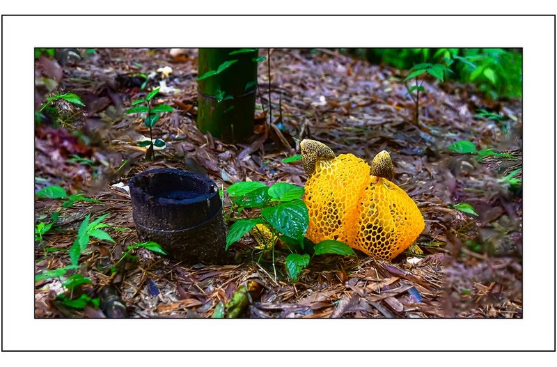 노랑망태버섯..