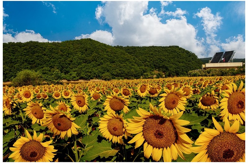 바실라 해바라기