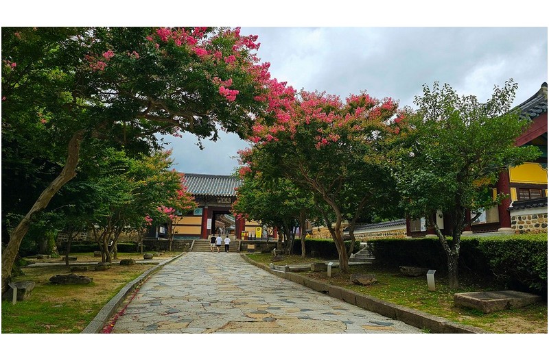 통도사 배롱나무꽃