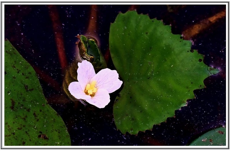 2 종 에 마름 꽃