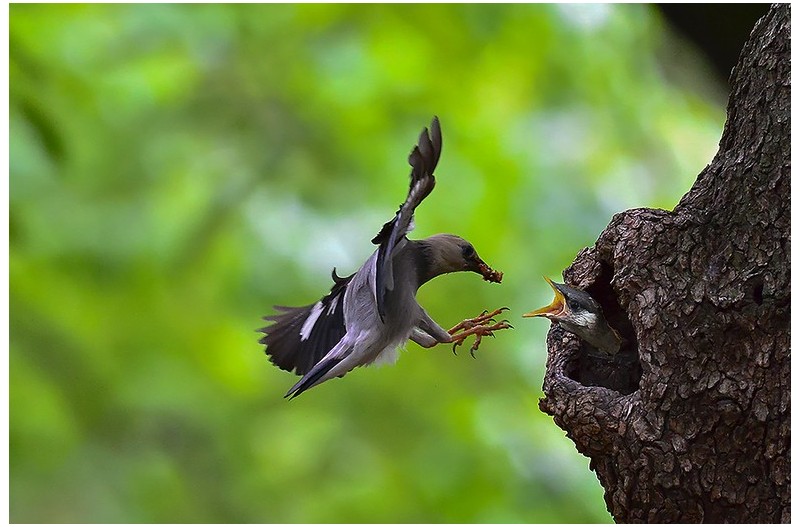 붉은머리 찌르러기`