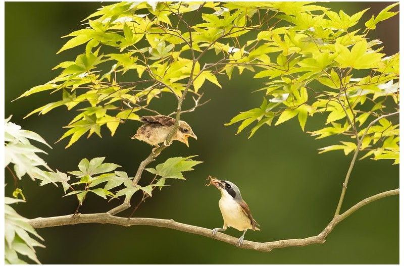 칠 때까치 이소`