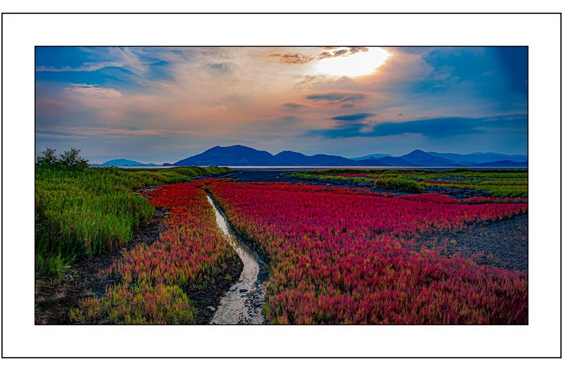 칠면초와갯골...