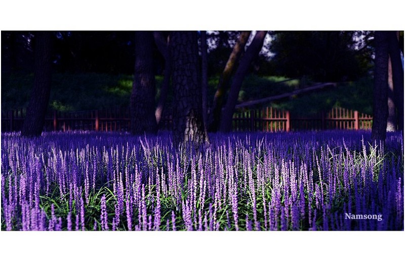 맥문동 꽃밭에서 -----