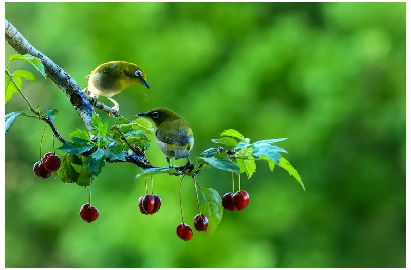 멋진열매와 동박이`