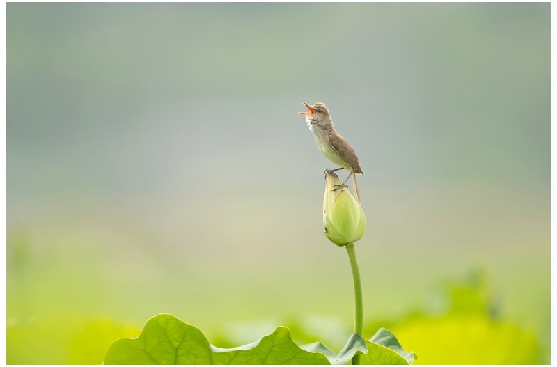 개개비 우는 사연----`