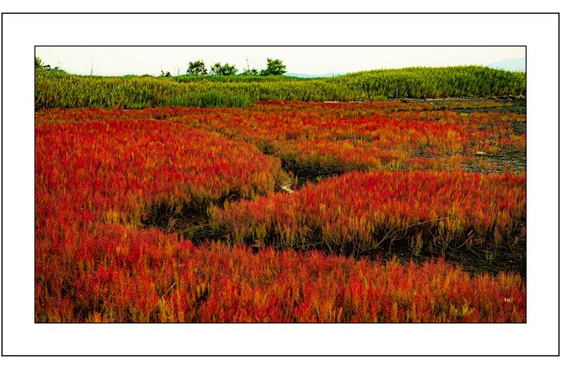 순천만의  칠면초밭