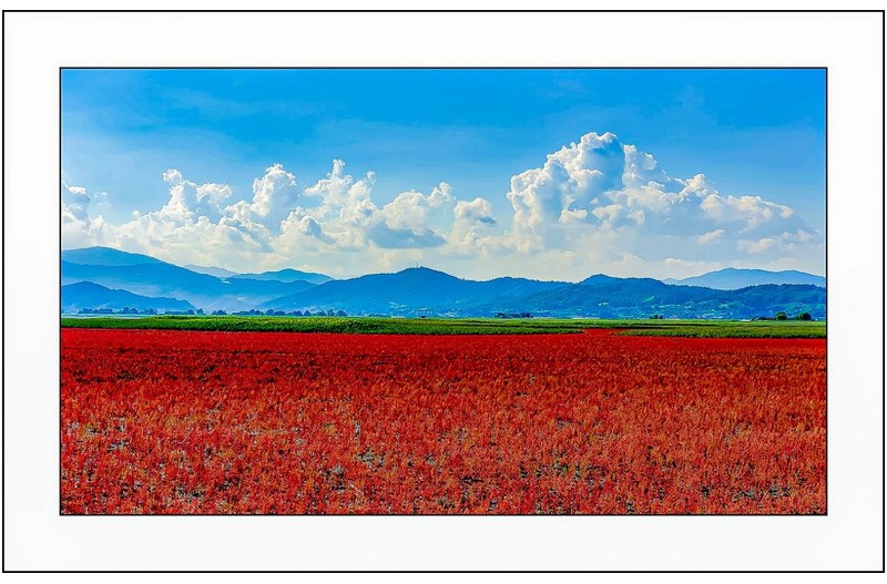 칠면초밭의 오후,,