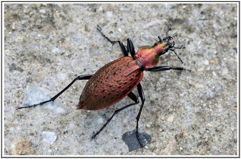 이름 모를 회기 곤충