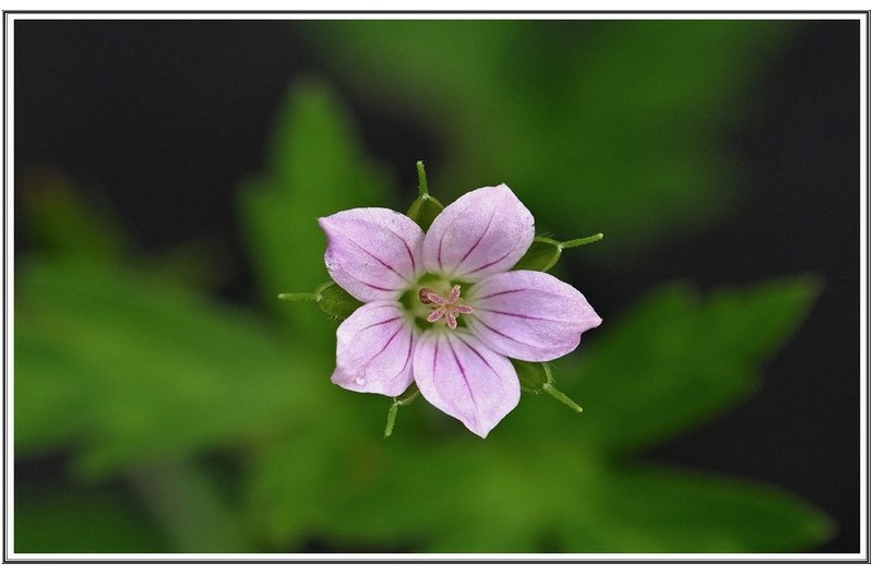 이름 모르는 야생화