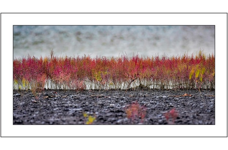 언덕위의 칠면초밭...