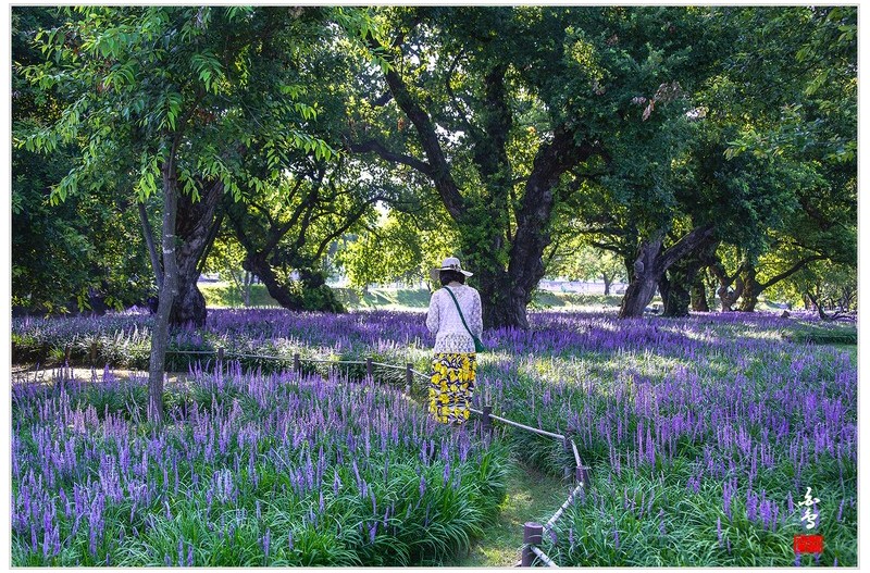 성밖숲 맥문동-2-