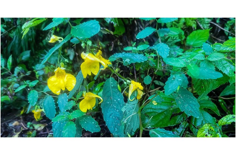 노랑 물봉이 피면