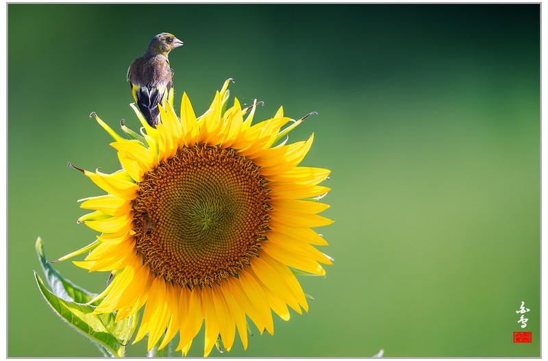 해바라기와 귀요미들