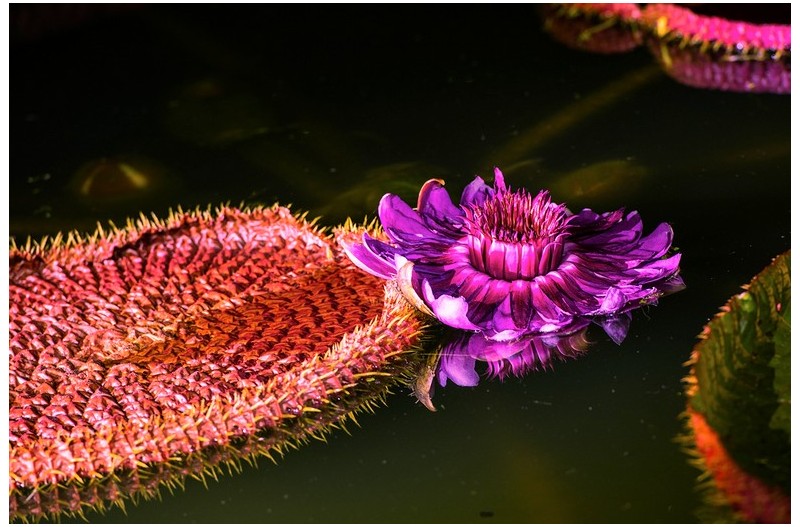 궁남지빅토리아