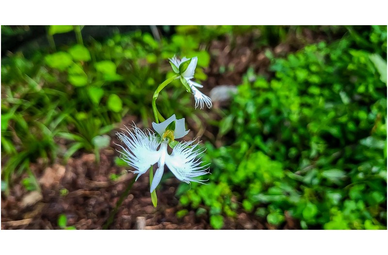 해발 1700고지 5촉중 1촉이 5년만에 두송이 꽃을 피었다