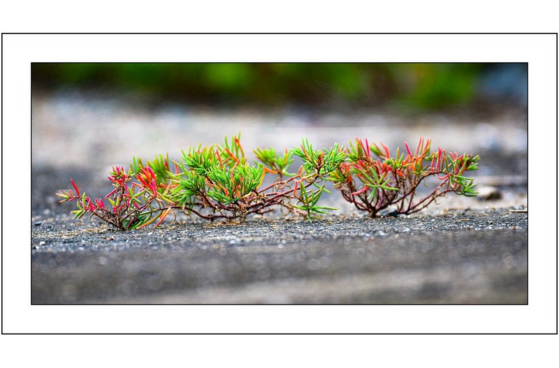 칠면초삼형제,,