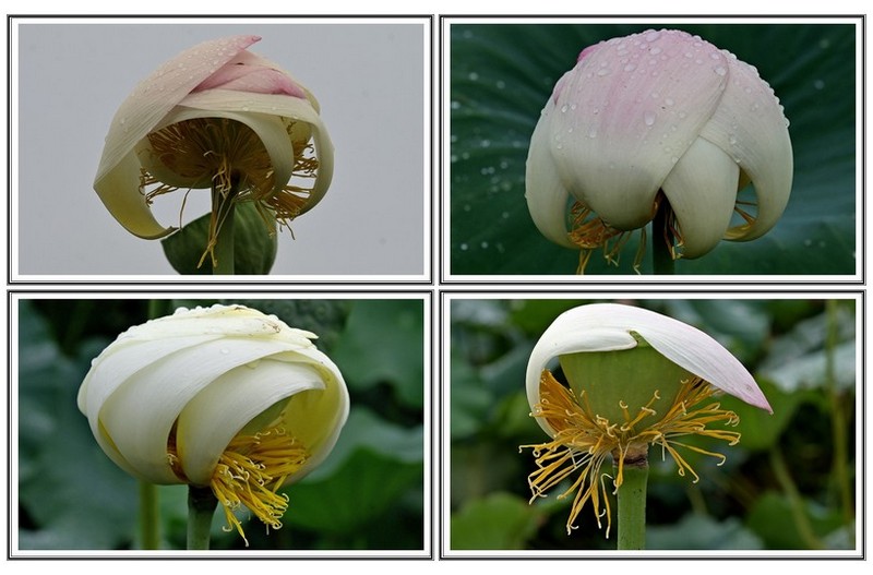 마무 리 단개 연꽃