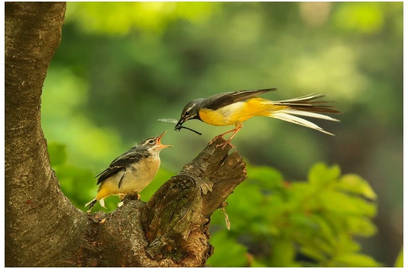 노랑 할미새 이소`