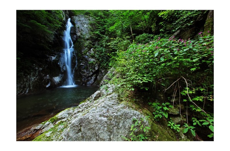 희방폭포와 야생화