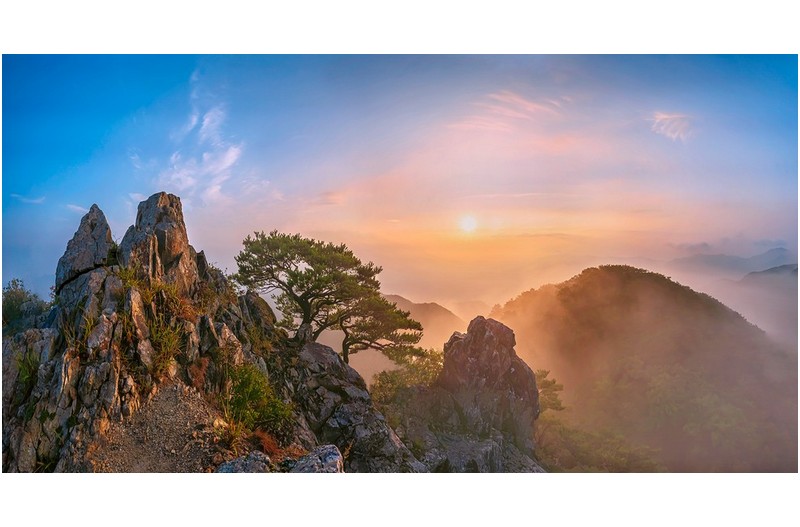 소나무가 보이는 풍경