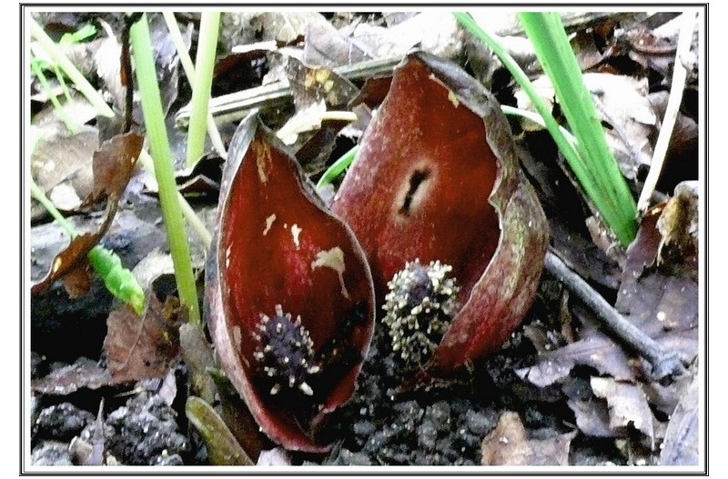 땅에 바싹 붙어 개화된 꽃