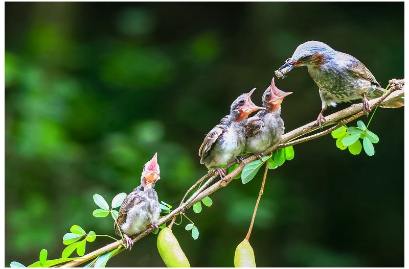 직박구니 이소`