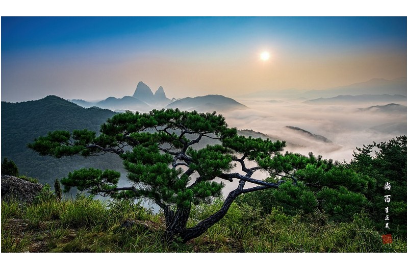 아름다운 소나무