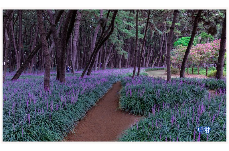 장항송림맥문동