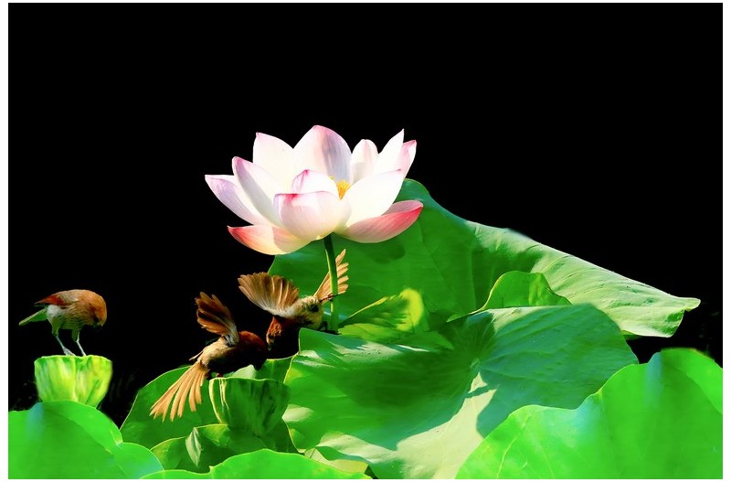 붉은머리 오목이 연밭에`