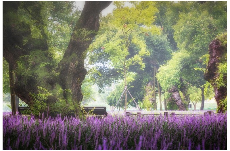 성주 성밖숲 맥문동