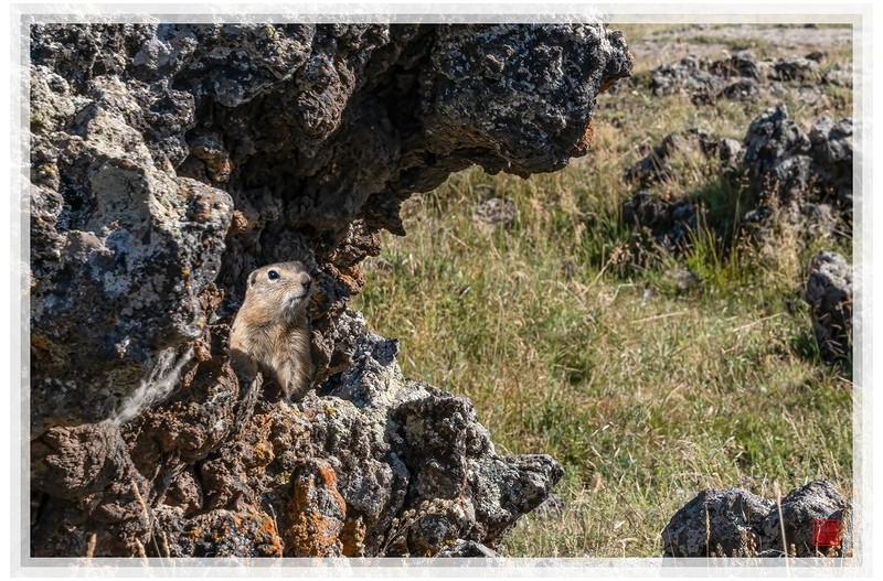몽골의 터줏대감