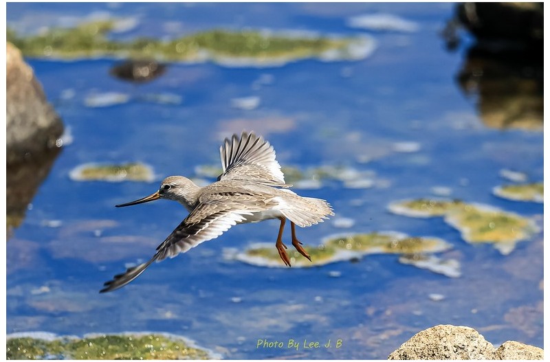 뒷부리도요 비행샷