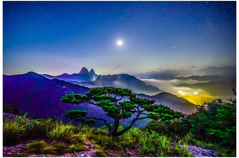 원산바위  소나무