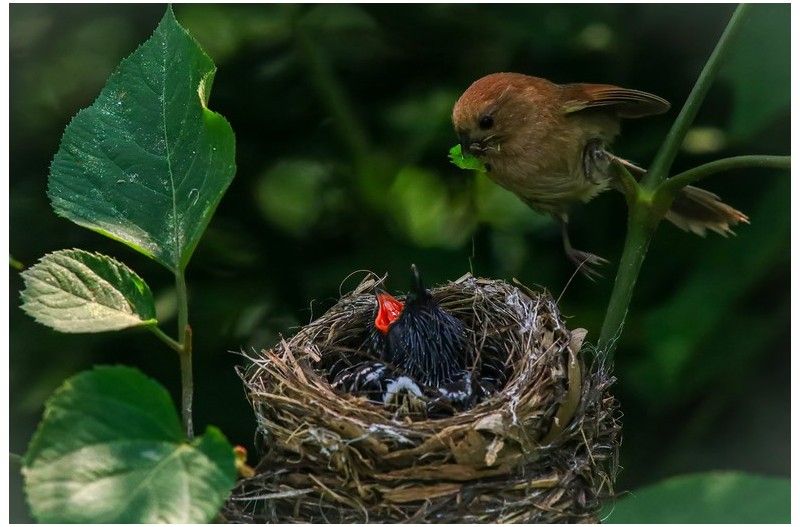 뻐국이 탁난````