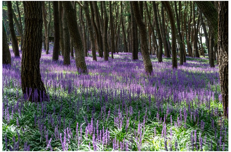맥문동꽃이 필때