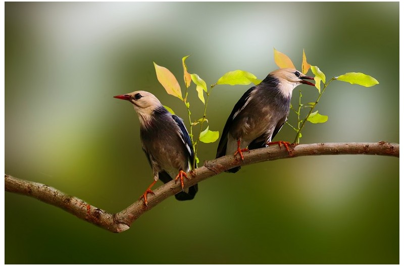 붉은뿌리찌르러기`