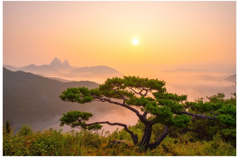 소나무와 마이산