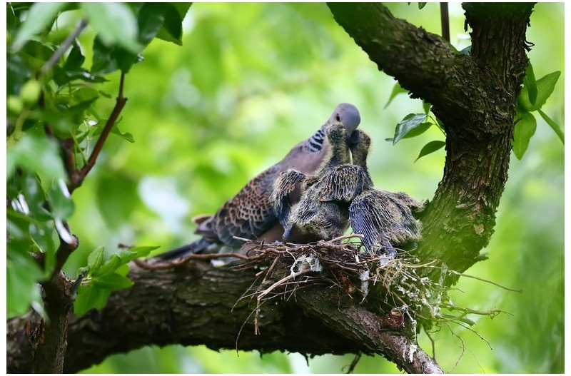 맷비들기 가족`