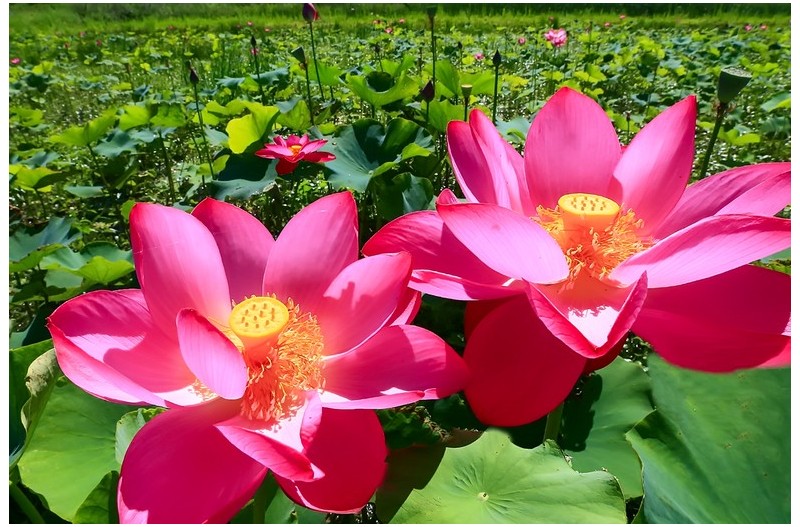 아름다운 홍연`