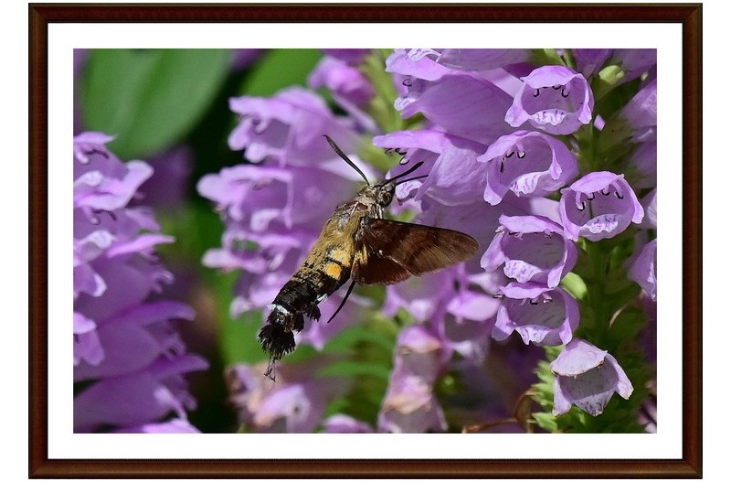 꿀 빠는 박각시