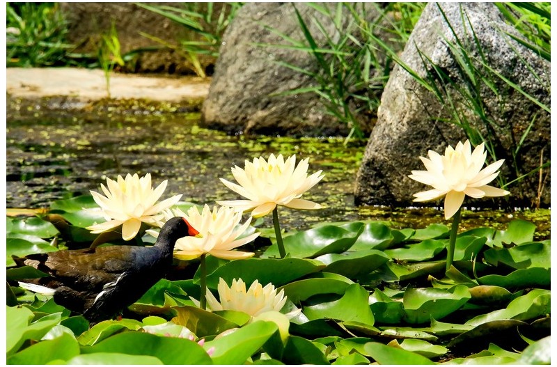 쇠물닭 나들이`