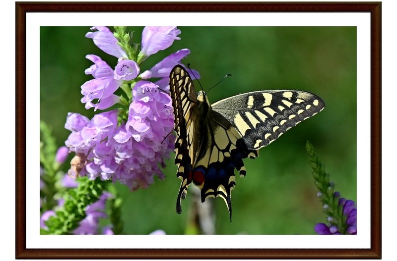 꽃에 호랑 나비