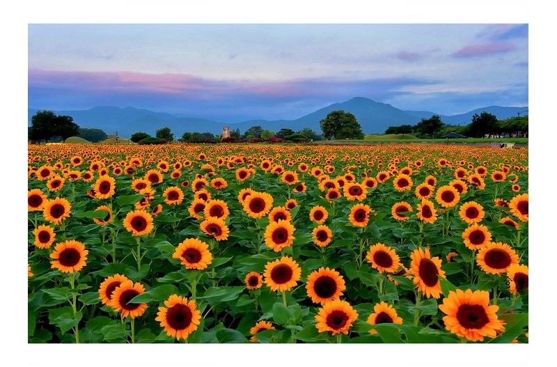 첨성대 해바라기