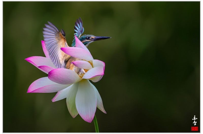 물총새 먹이사냥