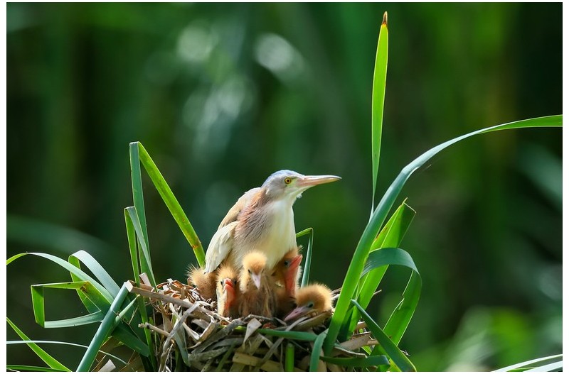 덤불혜오라기  가족`